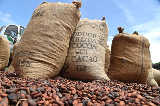 4888409_6_79f8_premier-producteur-mondial-de-cacao-la-cote_146e00613f90012e01940f0995c3f718