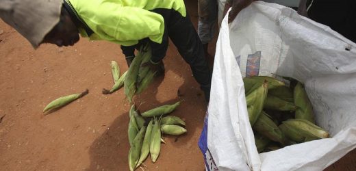 Zimbabwe/maïs : les meuniers réclament une forte taxe sur les importations