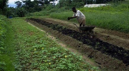 Gabon: lancement d’un fonds national dédié au développement agricole