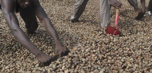 Côte d’Ivoire : la campagne de la noix de cajou s’ouvre sous de meilleurs auspices