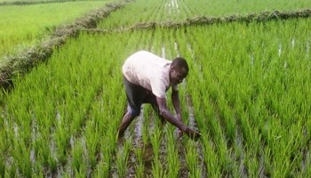 Le Japon renforce son appui à la filière rizicole du Sénégal