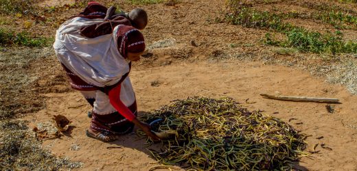 Mauritanie : vive inquiétude des paysans de Kaédi