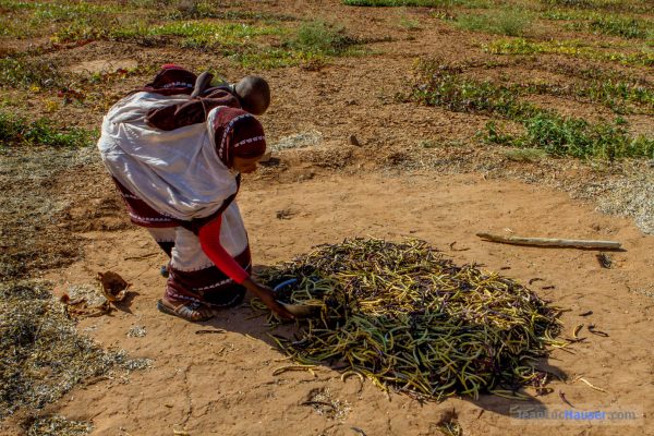 Jeune paysanne dans une culture de haricots