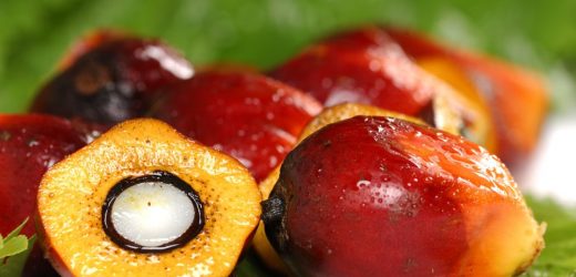 Le Groupe ivoirien Sifca va poursuivre ses exportations d’huile de palme au Sénégal