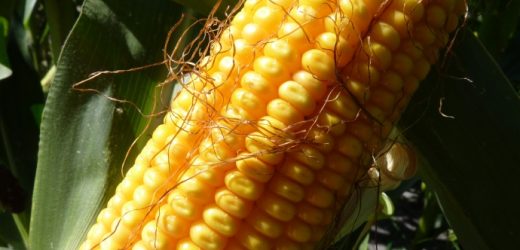 Production de maïs: 2017 de bon augure pour le Zimbabwe