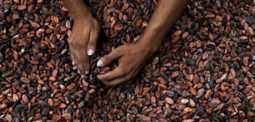Côte d&rsquo;Ivoire : avis de tempête sur le cacao