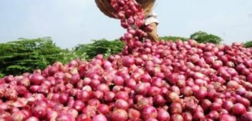 Sénégal : l’oignon génère 5 milliards de FCFA en 2016
