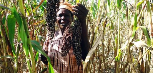 Injaro réalise sa sortie du capital de la plus importante entreprise semencière du Burkina Faso