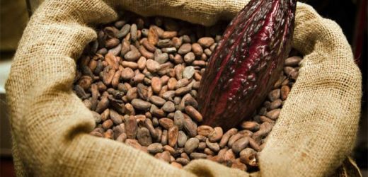 Cacao : vers une baisse du prix d’achat aux paysans en Côte d’Ivoire