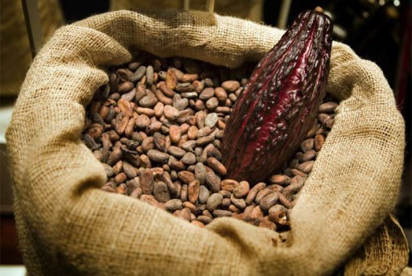 cacao