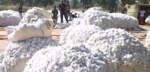 Cameroun : la Chine se fait (largement) devancer sur le marché du coton