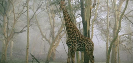 Émergences africaines: quand les girafes courent plus vite que les  guépards