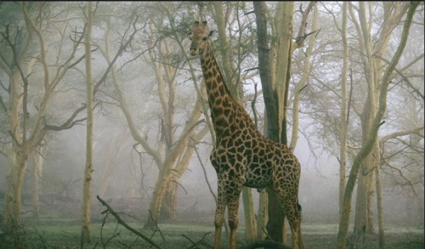 girafe