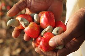 Anacarde: le Bénin se projette au delà des 300 000 tonnes