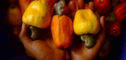 Burkina Faso : la BAD va accorder plus de 2 milliards de FCFA à la filière anacarde