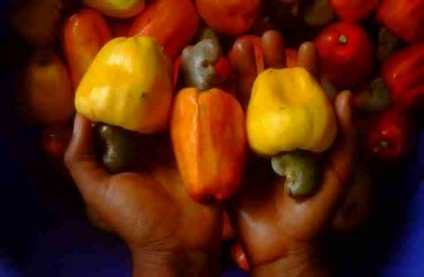 pomme-cajou-anacarde-senegal