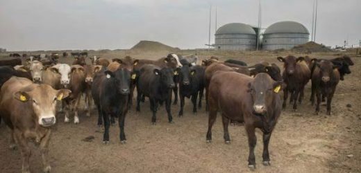 Zimbabwe : quand les banques acceptent les vaches en garantie