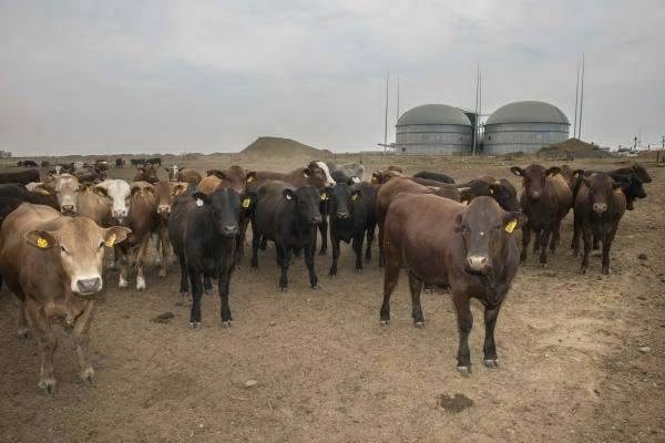 biogaz_afrique_du_sud_photo_bio2watt