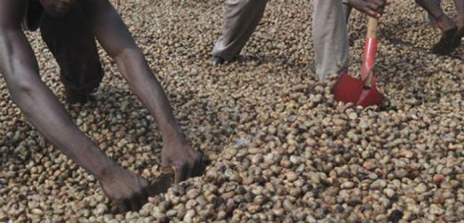 Bénin : nouveau tour de vis  sur l&rsquo;exportation de la noix de cajou