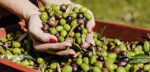 La guerre de l’olive aura t’elle lieu ?