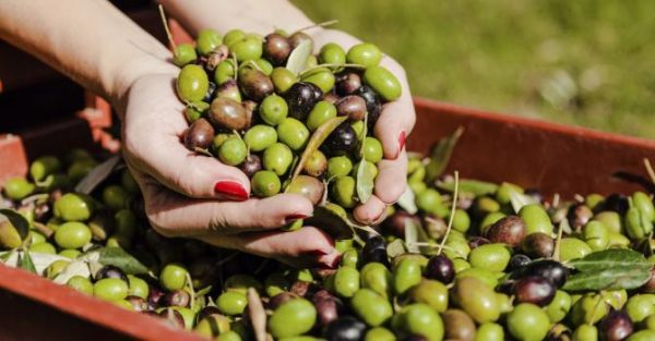 olive