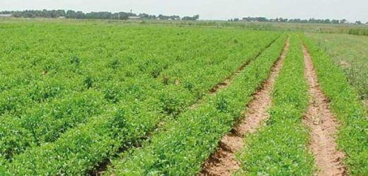 Mali: l’Office de la Haute Vallée du Niger (OHVN) annonce une production agricole en hausse