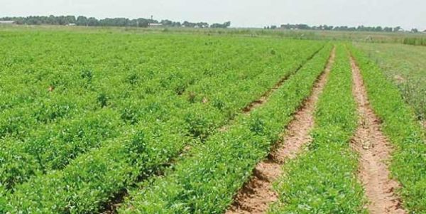 83961agriculture-2795-2014-02-05-83961