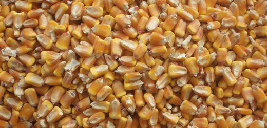 Les kenyans réduiront l’inflation en mangeant du maïs mexicain subventionné