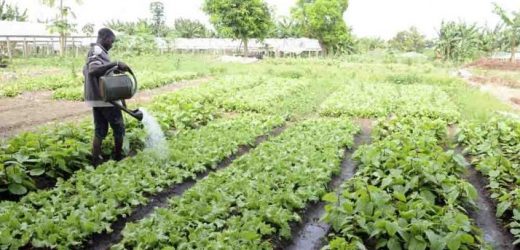 Gabon: Agriculture, le point de bascule