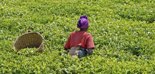Gabon: enjeux du Fonds de Développement de l’Agriculture