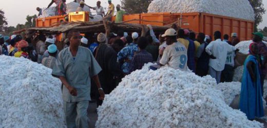Cameroun : la Sodecoton table sur 440.000 tonnes en 2026