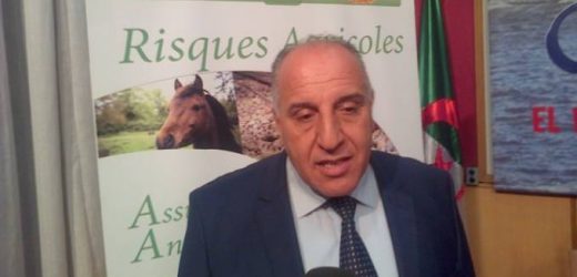 Assurance: en Algérie, la CNMA au petit trot