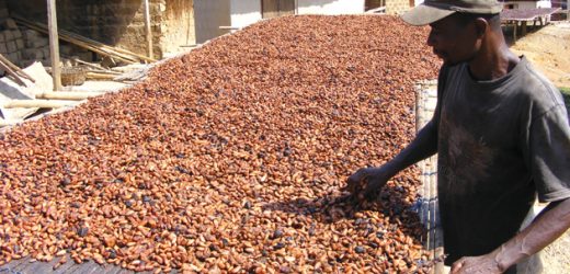 Ghana: le Cocobod obtient un prêt de 1,13 milliard de dollars pour la campagne 2022-2023