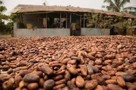 Le Ghana affiche une grosse perte dans la liquidation du cacao