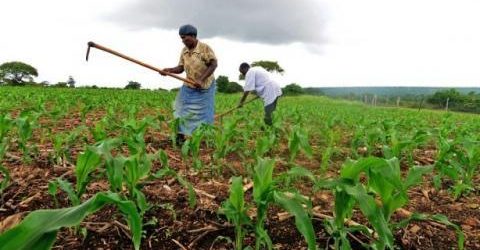 Et si l’Afrique respectait les accords de Maputo sur l’Agriculture