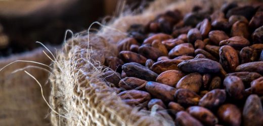 Cacao : la Cote d’Ivoire et le Ghana poursuivent leurs échanges à Accra