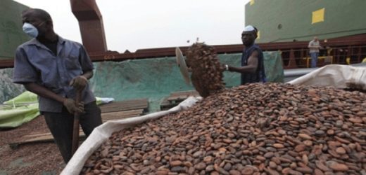 Cameroun : le prix du cacao continue de chuter 
