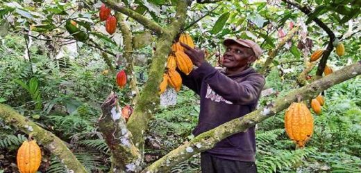 Le Ghana table sur une production de 1,5 tonnes de cacao par an    