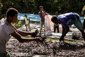 Madagascar : le fonds Livelihoods investit dans la Vanille