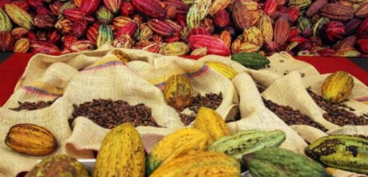 Cacao : les exigences de l’Union européenne entrent en vigueur le 1er janvier 2025
