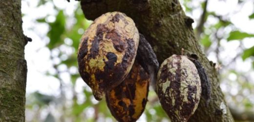 Côte d’Ivoire : 32 milliards FCFA pour lutter contre le swollen shoot, le « sida » du cacao
