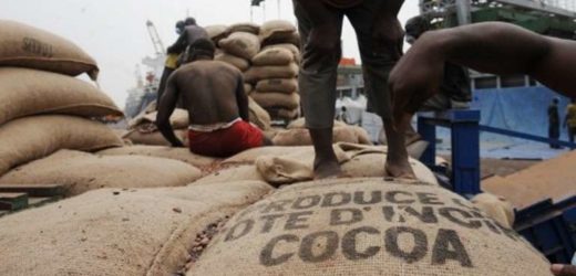 Le monde du cacao à Abidjan