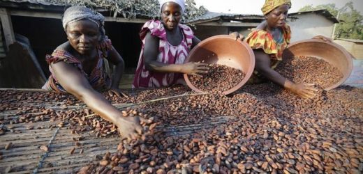 Cacao : Le Ghana et la Côte d’Ivoire sollicitent un prêt de 1,2 milliard de dollars auprès de la BAD