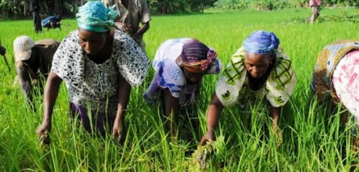 Côte d’Ivoire : un fonds de garantie de 6 milliards FCFA en préparation pour le secteur agricole