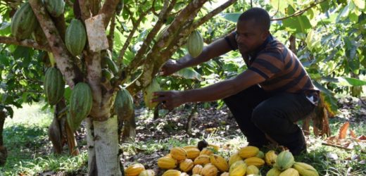 En Côte d&rsquo;Ivoire,  20% de la production de cacao s&rsquo;évapore