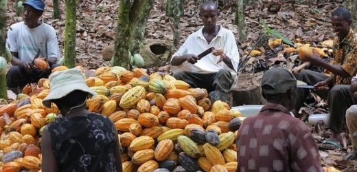 Côte d’Ivoire : le prix du cacao fixé entre 750 et 800 FCFA pour la nouvelle campagne