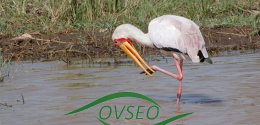 L’OVSEO organise un forum sur la Gestion Intégrée des Ressources en Eau (GIRE) ce Mardi 31 Octobre à la place du Souvenir
