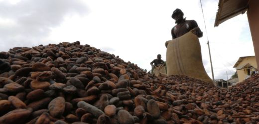 Cacao : le Ghana «se sacrifie» pour maintenir un prix d’achat  plus élevé qu’en Côte d’Ivoire.