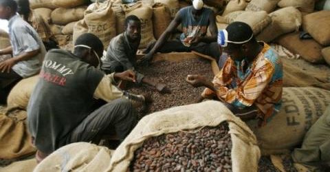 Cameroun : baisse de la production nationale de cacao
