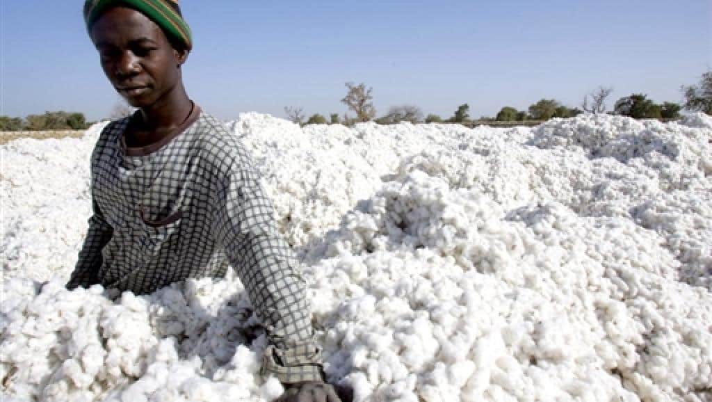 Sénégal : la CNAAS assure la campagne cotonnière